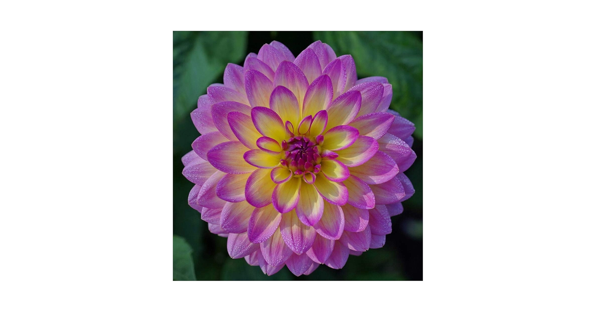 Amazon.com : Rare Dahlia Opera Light Yellow and Pink 100+
